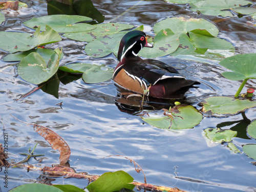 Male Wood Duck swimming at Six Mile Cypress Slough Preserve