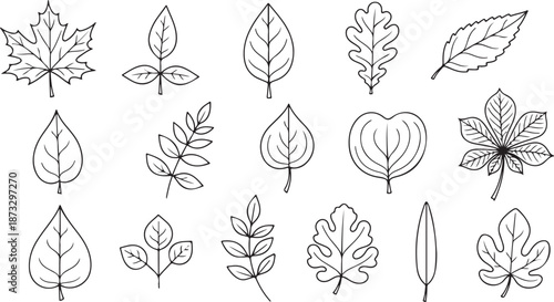 Hand drawn leaves doodle leaf icon set from different trees. Outline line art symbol collection.eps