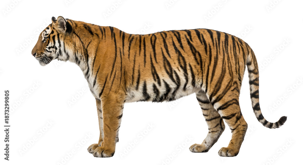 Fototapeta premium Bengal tiger standing in side view, isolated on transparent background. Powerful wild animal ideal for wildlife design, branding, and conservation themes.
