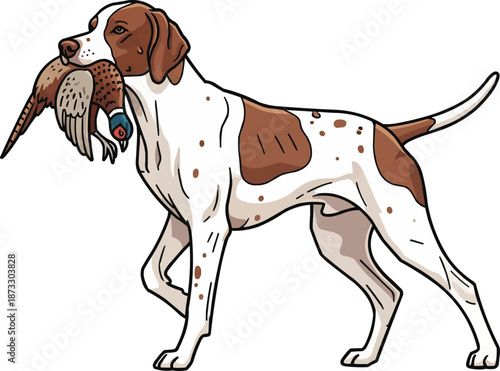 English Pointer Dog carrying bird retrieving pose illustration
