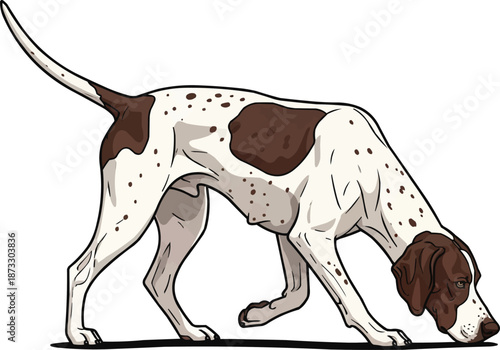 English Pointer Dog sniffing ground active tracking pose 