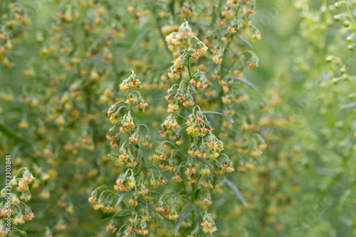 Plant Estragon or Tarragon (Artemisia dracunculus) is a spice used in pickling, canning, and is an excellent seasoning for meat dishes. It has phytoncide properties.