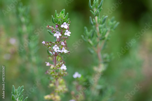 Thymus vulgaris or common thyme. Flowering thyme in the wild.