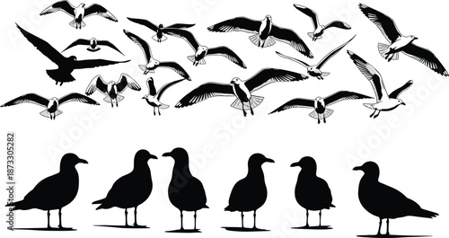 Black and white silhouette of seagulls in flight and standing positions featuring various wing spans and poses on white background,