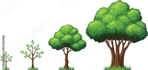 Cartoon vector illustration of four green trees showing different growth stages from small sapling to mature canopy on white background,