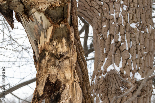 Broken bark on a tree in winter.Influence of weather conditions on trees in the forest.