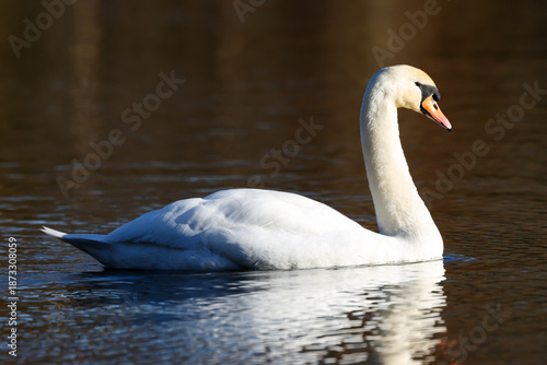Tablou pe pânză Mute Swan On Lake Side On To Camera - 241D7187