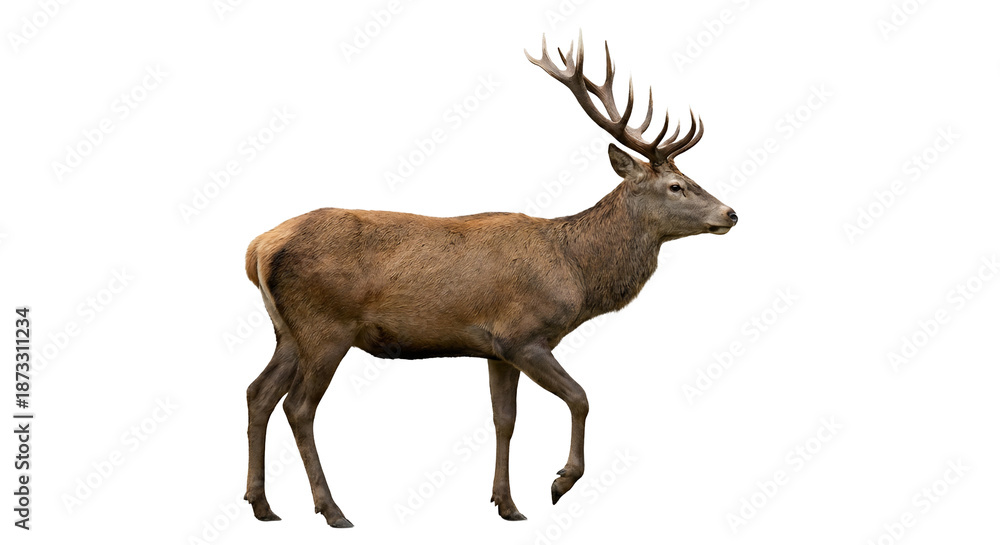Fototapeta premium Majestic red deer stag with large antlers shown in full body view, isolated on transparent background. Ideal for wildlife design, advertising, and commercial projects.