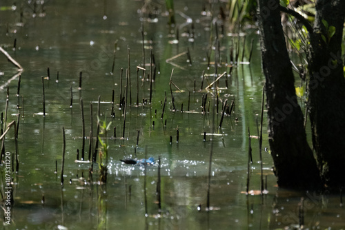animals inside a pond full of reeds
