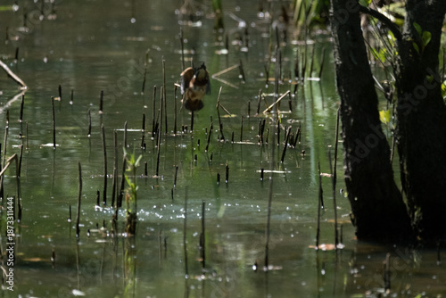 animals inside a pond full of reeds