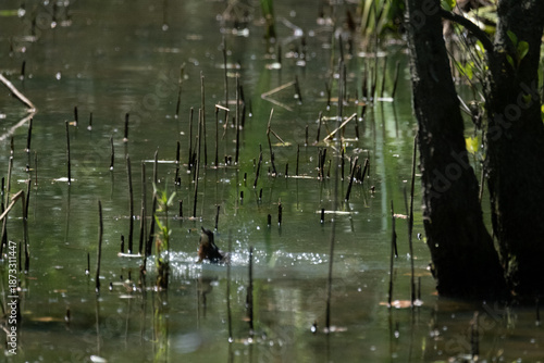 animals inside a pond full of reeds