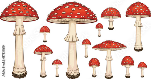 Red toadstool mushroom collection Amanita muscaria botanical illustration vector set