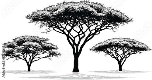 Black and white silhouette of three African acacia trees with traditional umbrella canopy and detailed branches isolated on white background,