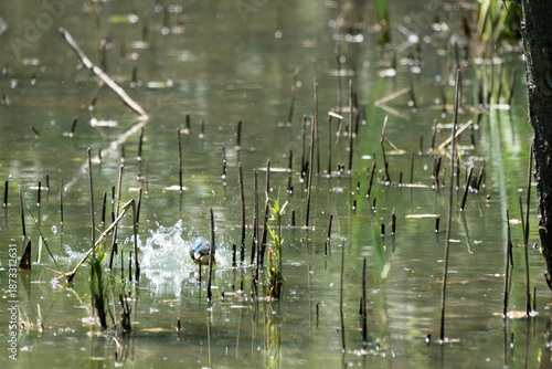 animals inside a pond full of reeds