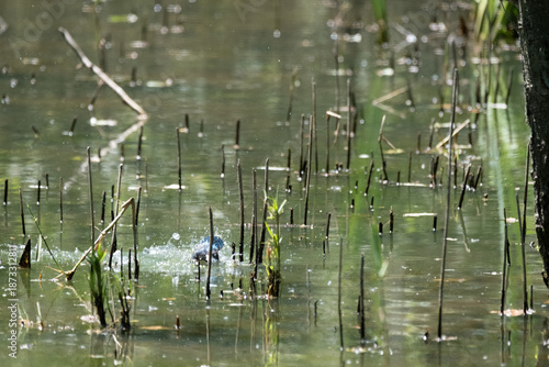 animals inside a pond full of reeds