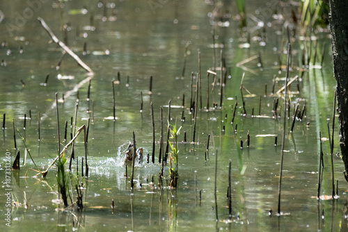 animals inside a pond full of reeds