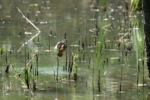 animals inside a pond full of reeds