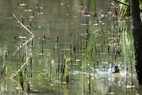 animals inside a pond full of reeds