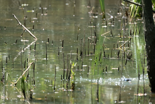 animals inside a pond full of reeds