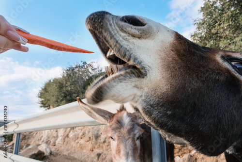 Fototapeta Wild Cypriot donkeys being fed carrots by tourists on the Karpas Peninsula in Cyprus, close up of open mouth, rural travel attraction, animal interaction and eco tourism concept