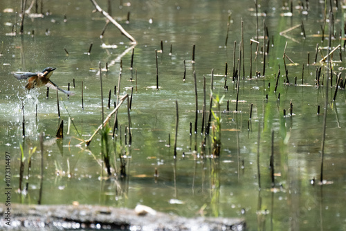 animals inside a pond full of reeds