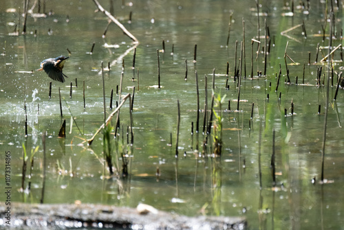 animals inside a pond full of reeds