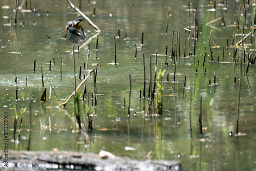 animals inside a pond full of reeds