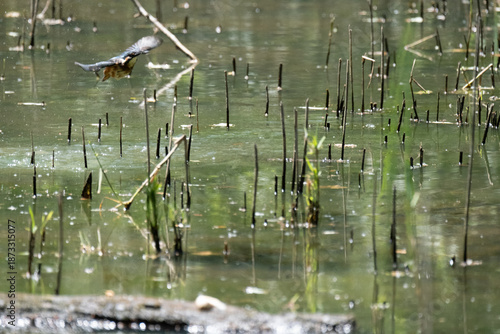 animals inside a pond full of reeds