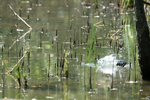 animals inside a pond full of reeds