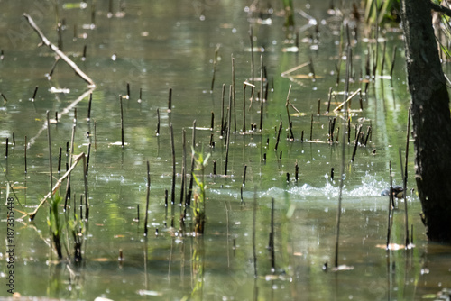 animals inside a pond full of reeds