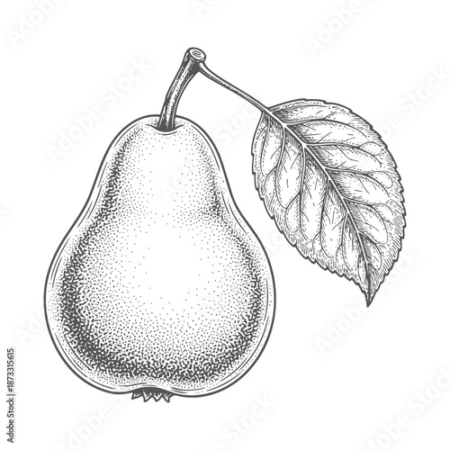 Pear vector illustration with leaf drawing fruit organic food sketch design element
