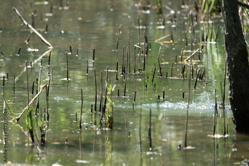 animals inside a pond full of reeds