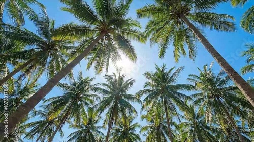 Low Angle View of Tall Coconut Palm Trees Against Blue Sky with Sunburst