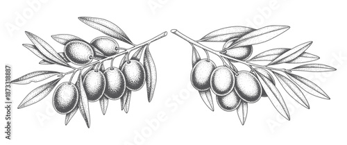 Vector illustration of olive branches with olives and leaves on transparent background