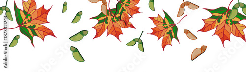 Multicolored maple leaves and seeds fall from above on a transparent background