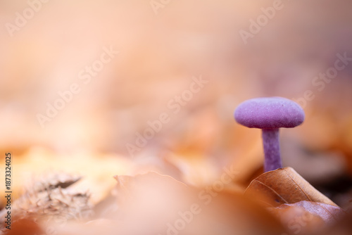 Amethyst deceiver mushroom (Laccaria amethystina) in autumn forest, purple edible fungus.