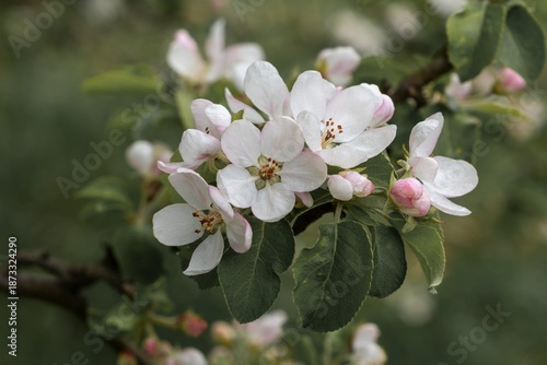 Apple tree flowers on a branch in a spring garden