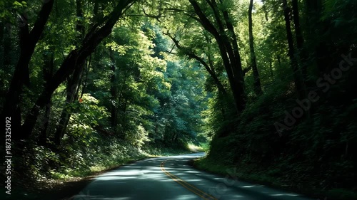 4K Scenic drive through a lush green forest with sunlight filtering through the canopy, creating a beautiful natural tunnel effect on the winding road video