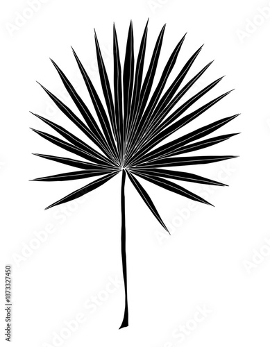 Palm tropical leaf black silhouette hand drawn vector isolated element for textile or digital design on transparent background.