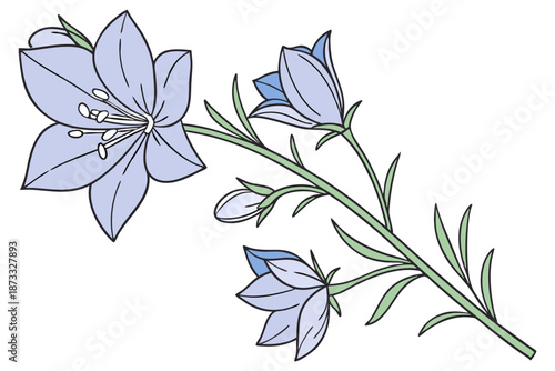 Delphinium flower detailed botanical art isolated on white background