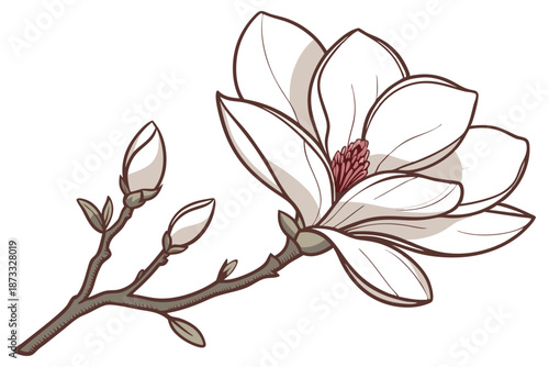 Magnolia flower elegant botanical illustration on white background