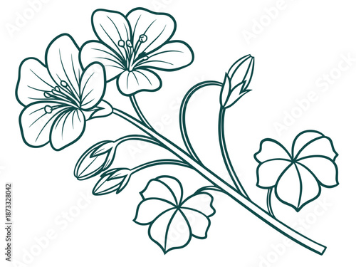 Nasturtium blossom edible garden flower art on white background