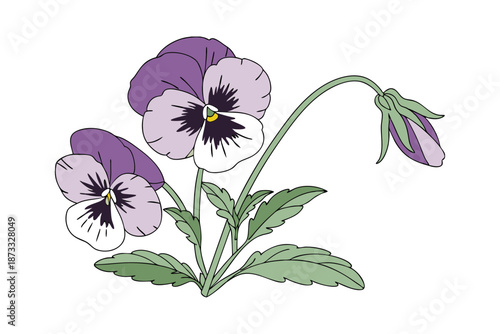Pansy flower colorful floral botanical illustration on white background