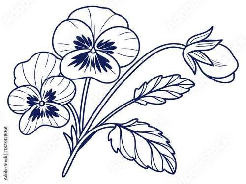 Pansy blossom garden flower illustration on white background