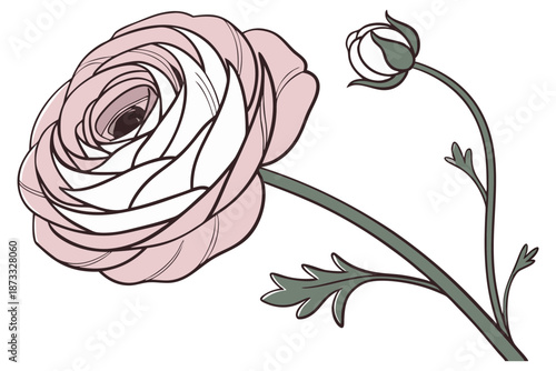 Ranunculus flower layered petal botanical illustration on white background