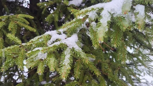snow covered pine needles
