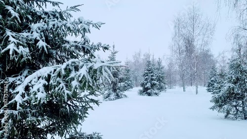 trees in snow