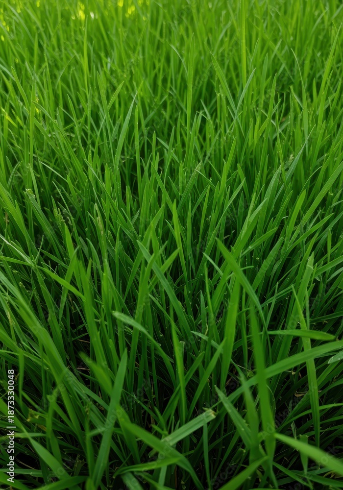 Fototapeta premium A lush, dense carpet of healthy green grass blades growing closely together under natural daylight, providing a soft background texture for organic themes ,closeup ,abstract ,natural