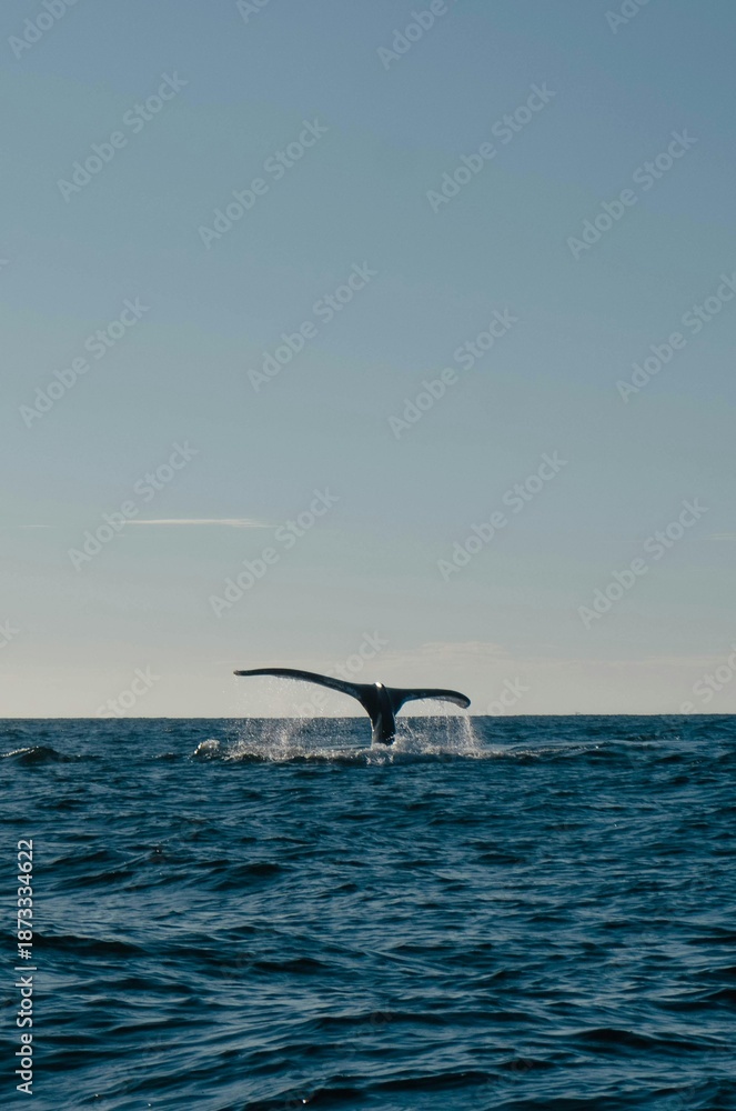Obraz premium Whale tail emerging from the ocean as it dives beneath the surface, creating splashes of water in the open sea. Marine wildlife scene symbolizing freedom, nature, and ocean conservation.