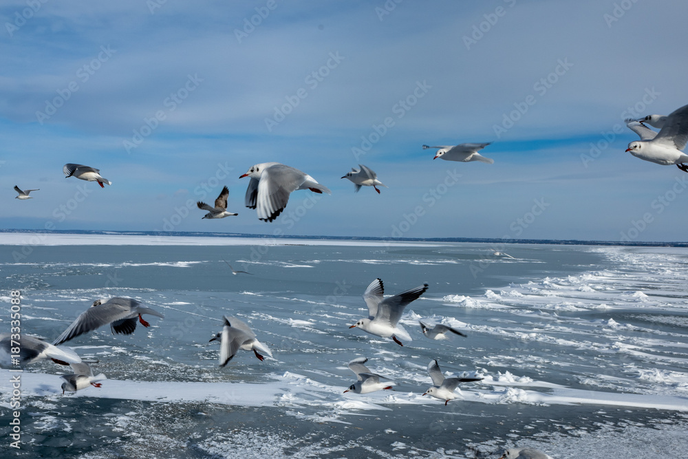 Fototapeta premium Icy Surface of Lake Balaton with Life Beneath the Frozen Water